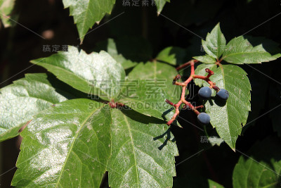 橄榄