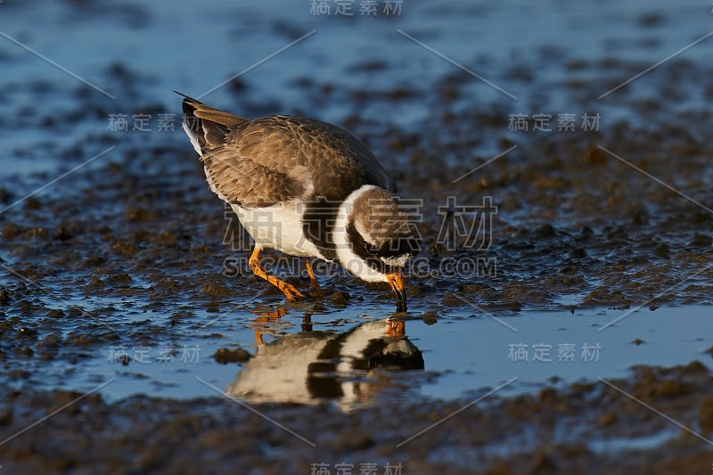 环鸻(斑鸻)