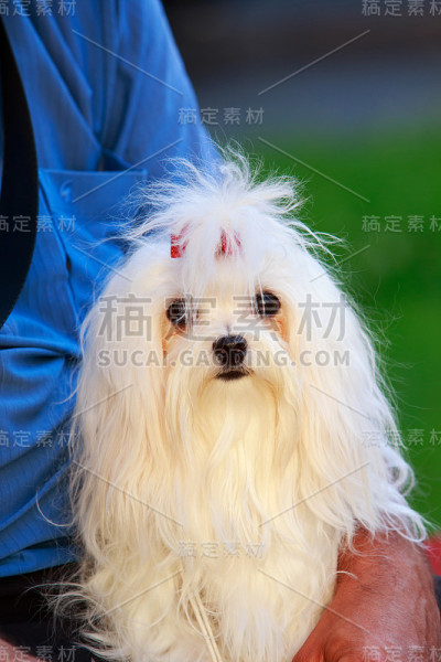 可爱的马耳他狗