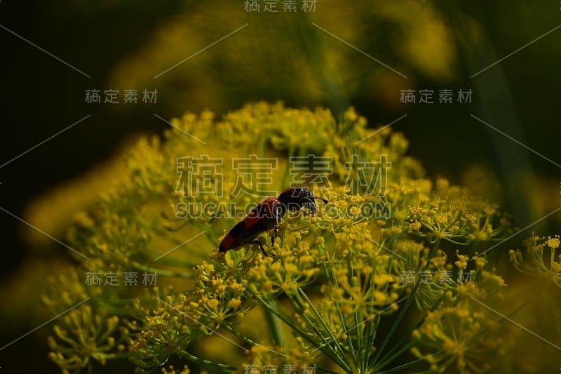 黄色芥末花上的红色甲虫。