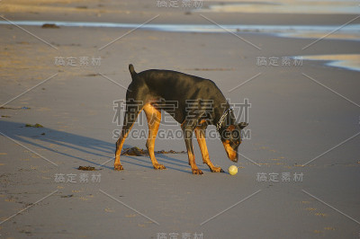 杜宾犬和网球