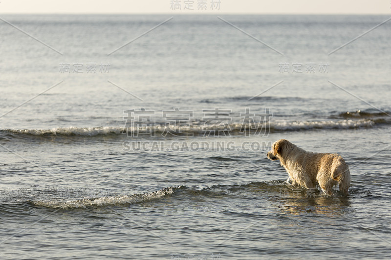 金毛寻回犬在海滩上洗澡