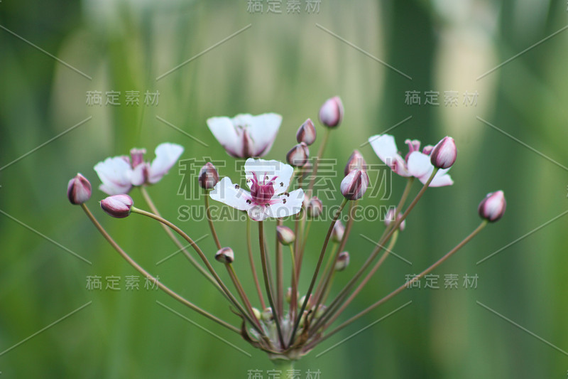 开花的灯心草盛开近景与绿色背景