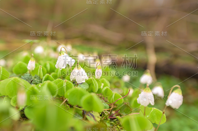 林中空地上盛开的酢浆草。拉丁名草属acetosella