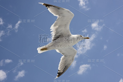 海鸥飞