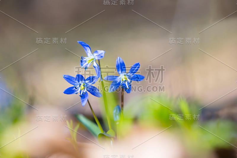 森林空地上的蓝色锡拉花特写，早春户外背景