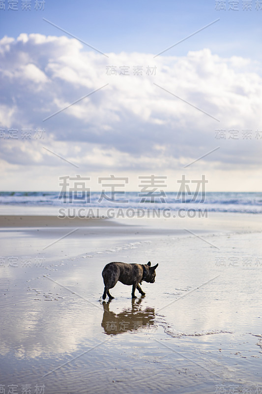 湿沙上的法国斗牛犬