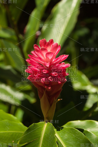 热带粉红色的花