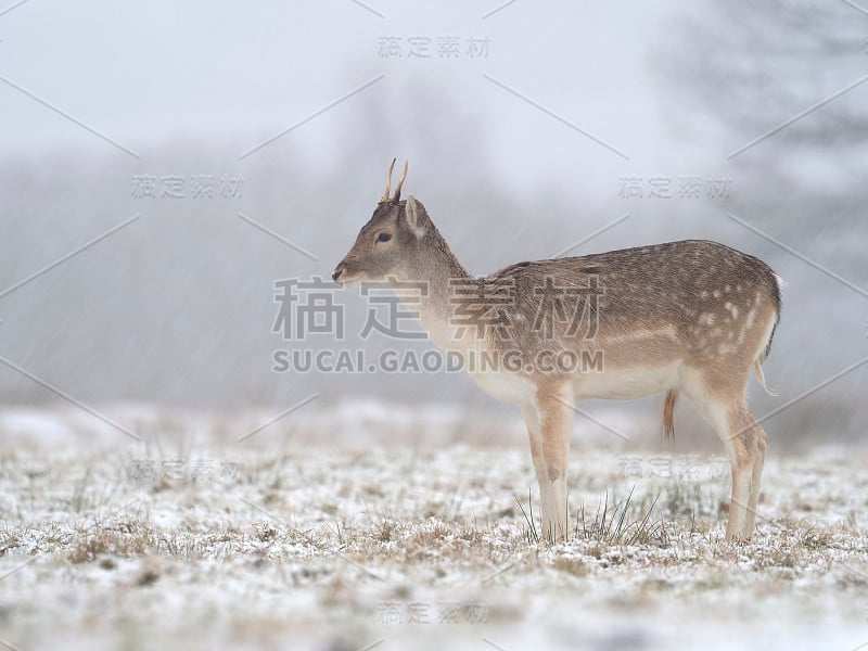 法洛鹿， 夫人