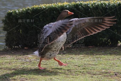 灰雁鹅