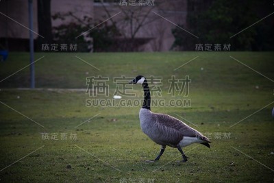 公园巡逻