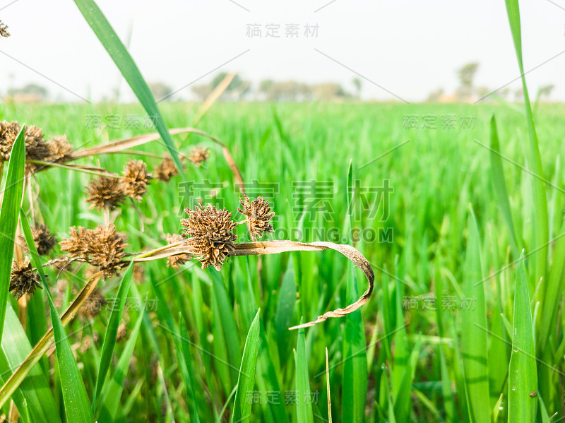 用手绿化和种植麦田