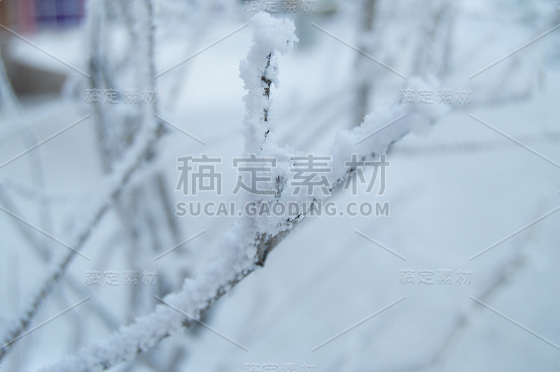 特写冬日公园的树枝上的霜、雪、日落