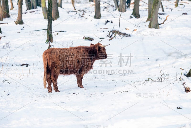 高地奶牛站在森林的雪地里。