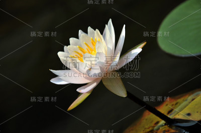 自然美