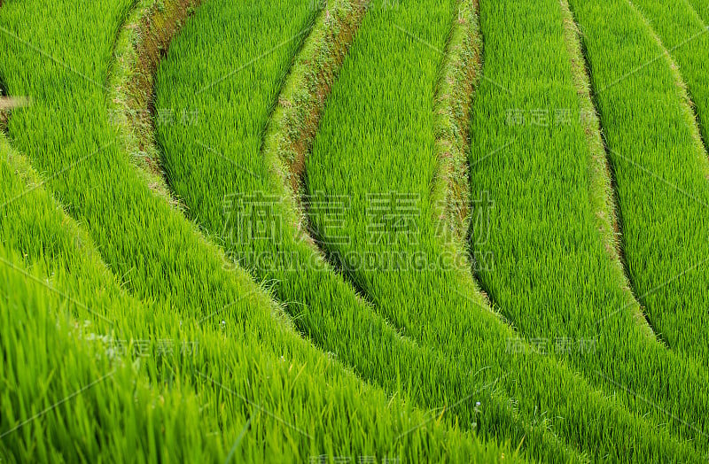 美丽的风景，绿色梯田在木仓柴