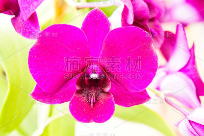 粉色兰花