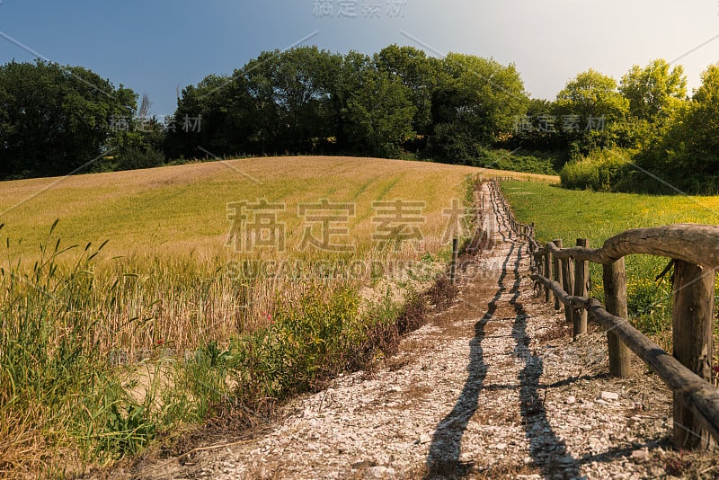 在阳光明媚的日子里穿过麦田的未铺路面的路。意大利