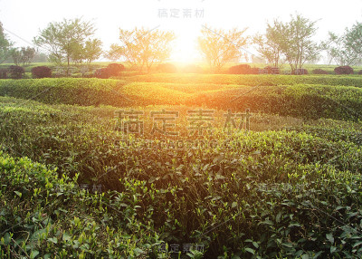 美丽新鲜的绿茶种植园