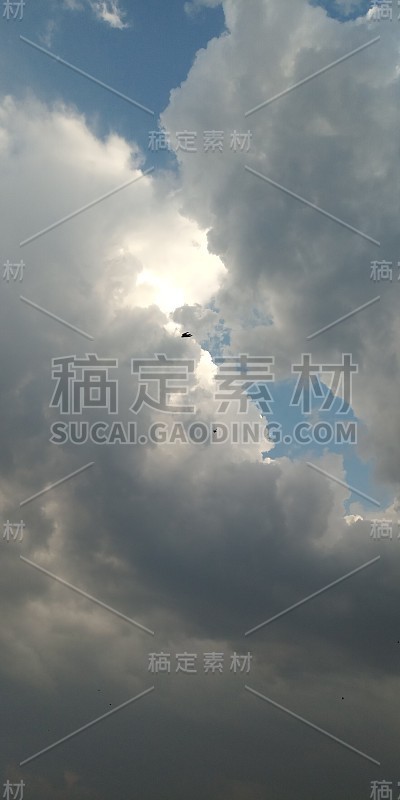 天空中的鸟