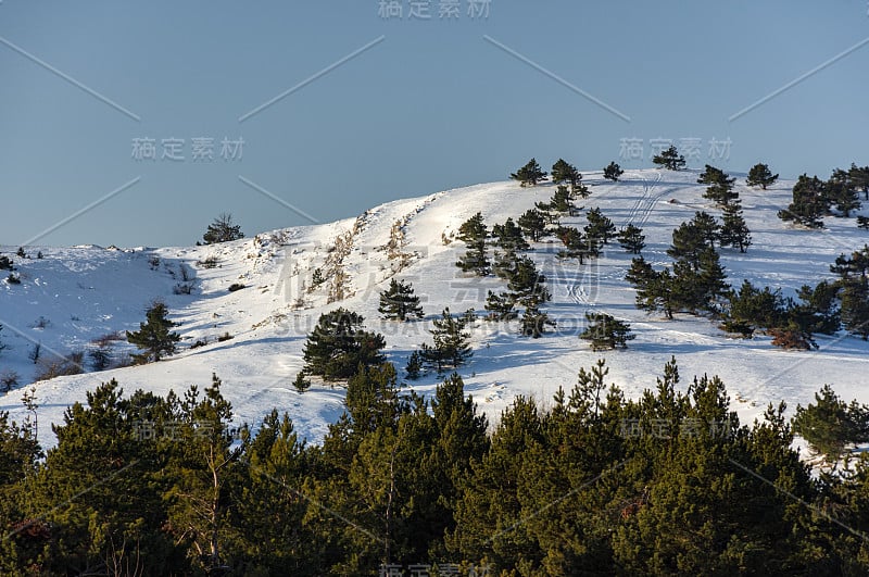 冬季阳光明媚的风景与山;自然冬季背景;美丽的松树;冬天的森林和闪闪发光的雪