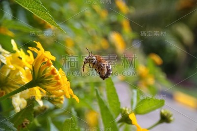 蜜蜂