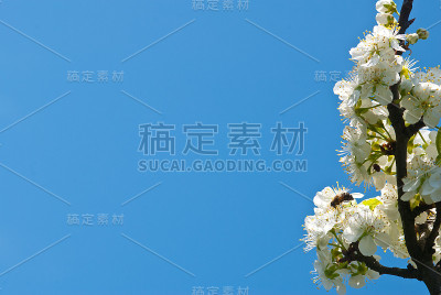 春天