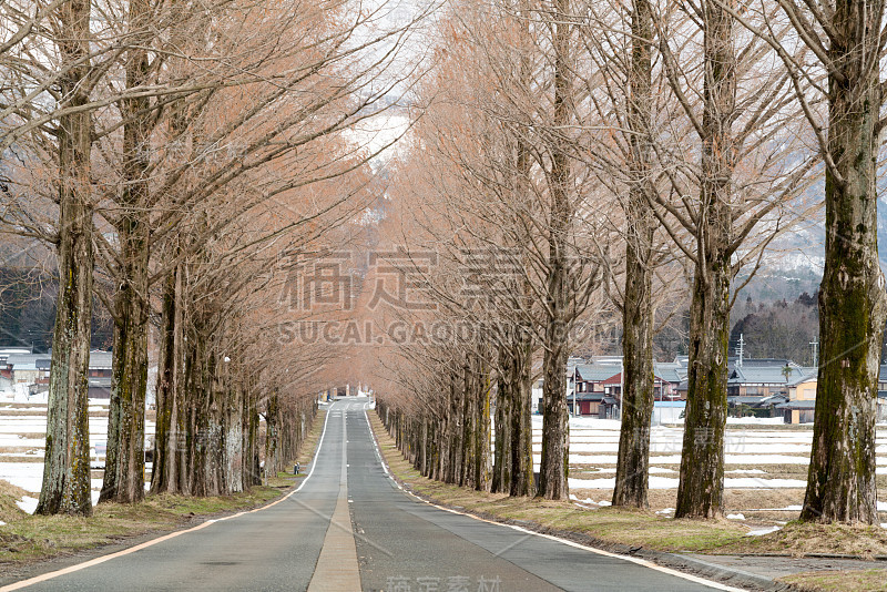 水杉林荫街，志贺，日本旅游