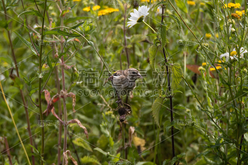 金翅雀(Carduelis Carduelis)以矢车菊(centa脲)为食