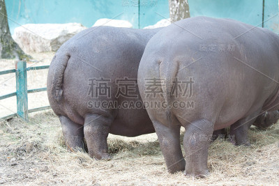 一起发行河马