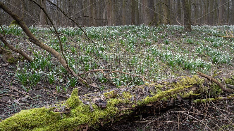 春雪花(Leucojum vernum)是石蒜科多年生球茎开花植物。春雪如地毯般盛开在河漫滩的森林里