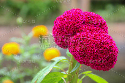 红色的花