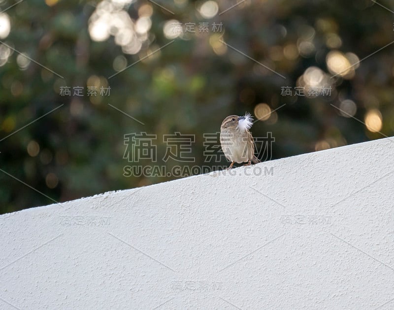 春天是即将到来的概念:一个家麻雀(Passer domesticus)的特写在白色的墙上与一些白色的