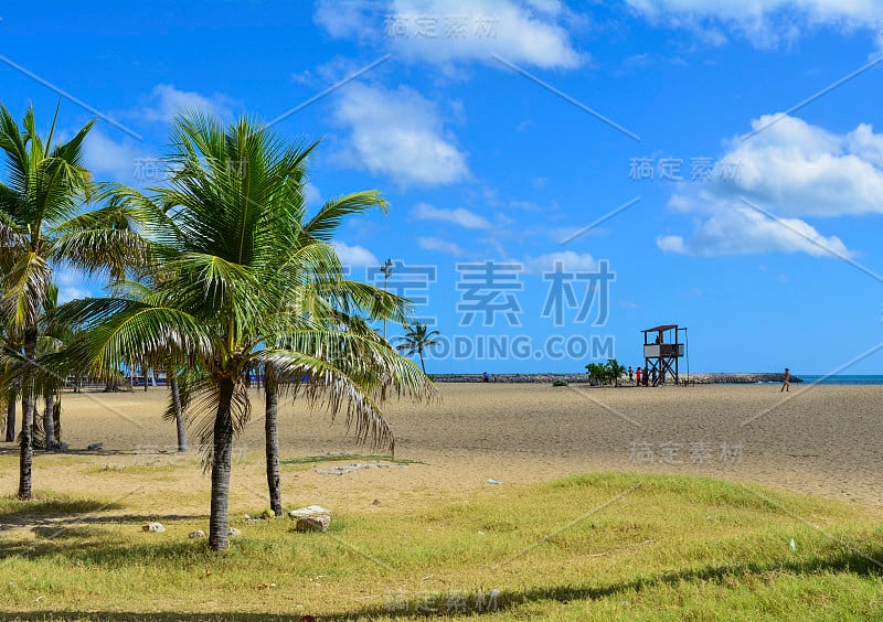 巴西塞阿拉福塔莱萨热带海滩上的棕榈树