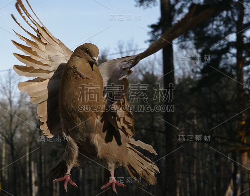 一只正在飞翔的棕色鸽子。特写镜头。一只美丽的鸽子在森林里自由地飞翔。大自然。