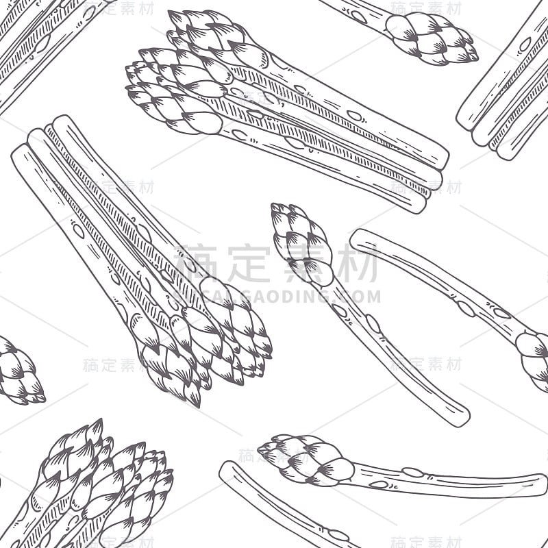 用芦笋手绘无缝图案。单色背景素描风格