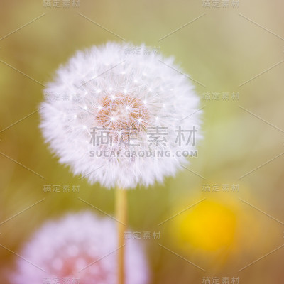 蒲公英