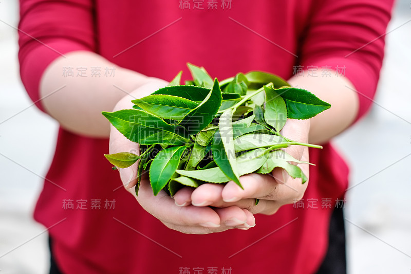 台湾阿里山著名的乌龙茶产区，一名姑娘手拿新鲜的有机茶芽和茶叶