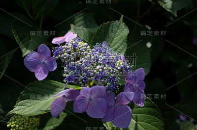 浅蓝色的绣球花