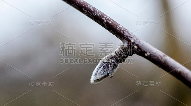 苹果脱皮时发芽