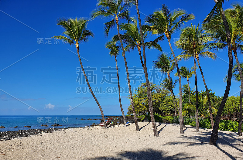 夏威夷凯卢阿-科纳海滩，棕榈树