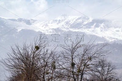 欧洲槲寄生在光秃秃的树上