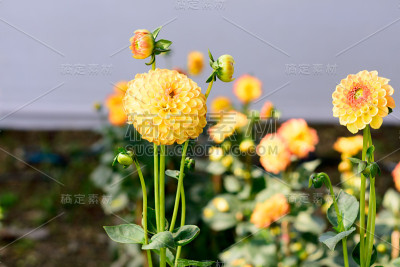万寿菊(万寿菊，墨西哥万寿菊，阿兹特克万寿菊，非洲万寿菊)夏天在花园里开花。这是一种喜爱阳光的植物，