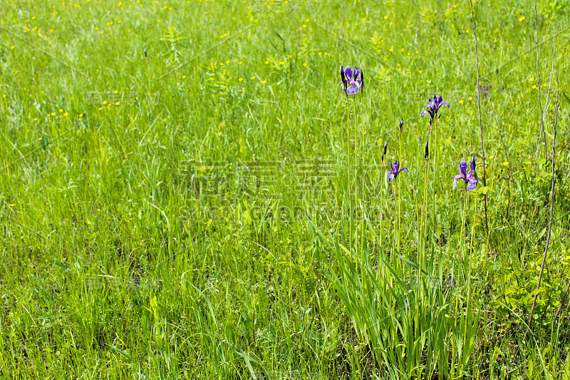 野生蓝鸢尾花