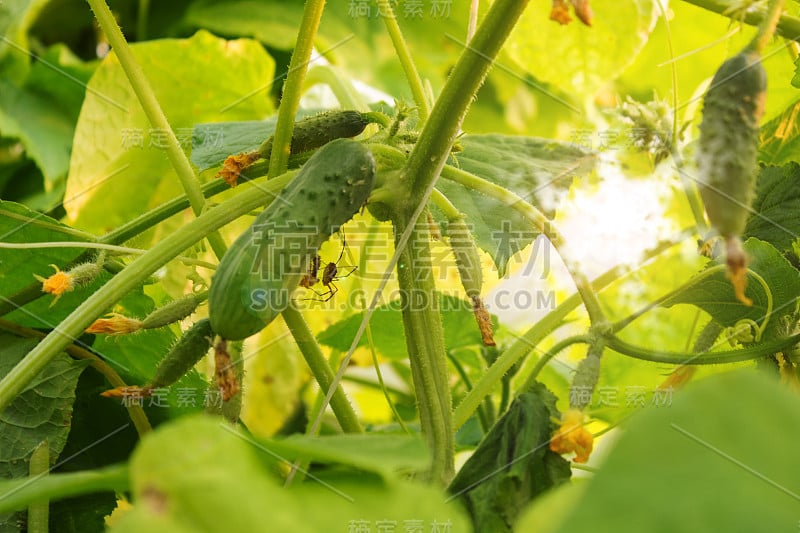 Vegetables in the garden