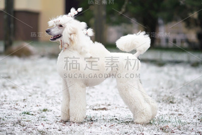 白色标准卷毛狗(斯堪的纳维亚狮子展示剪辑)站在冬天的雪草地上摆姿势