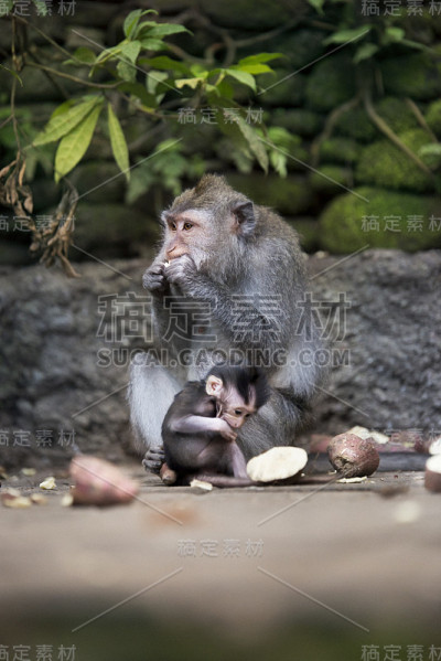 母猴和幼猴喂食。