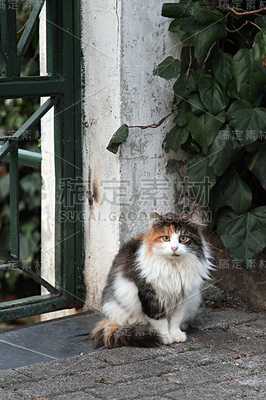 只流浪猫