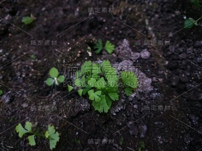 野生植物