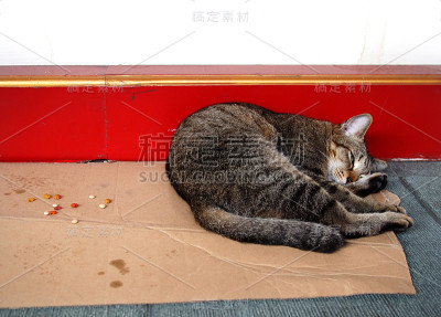 流浪的灰猫